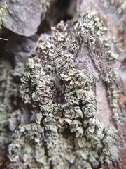 Hypocenomyce scalaris