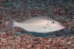 Lethrinus lentjan