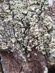 Hypocenomyce scalaris