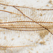 photo of Ostrich-plume Hydroids (Aglaophenia)