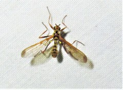 Leptopyrgota