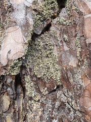 Hypocenomyce scalaris