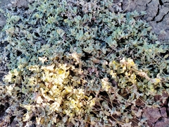 Atriplex buchananii
