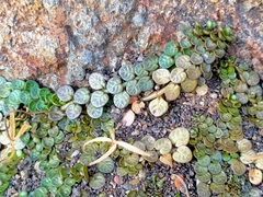 Epilobium komarovianum