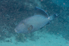 Pseudobalistes fuscus