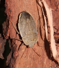 Delegorguella ventralis