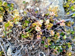 Creeping Wire Vine (Muehlenbeckia axillaris)