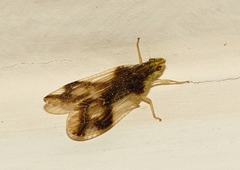Numicia insignis