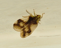 Numicia insignis