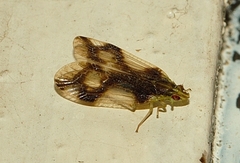 Numicia insignis