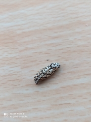 Melitaea didyma