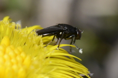 Discomyzinae