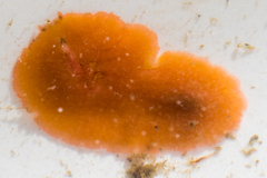 Eurylepta aurantiaca