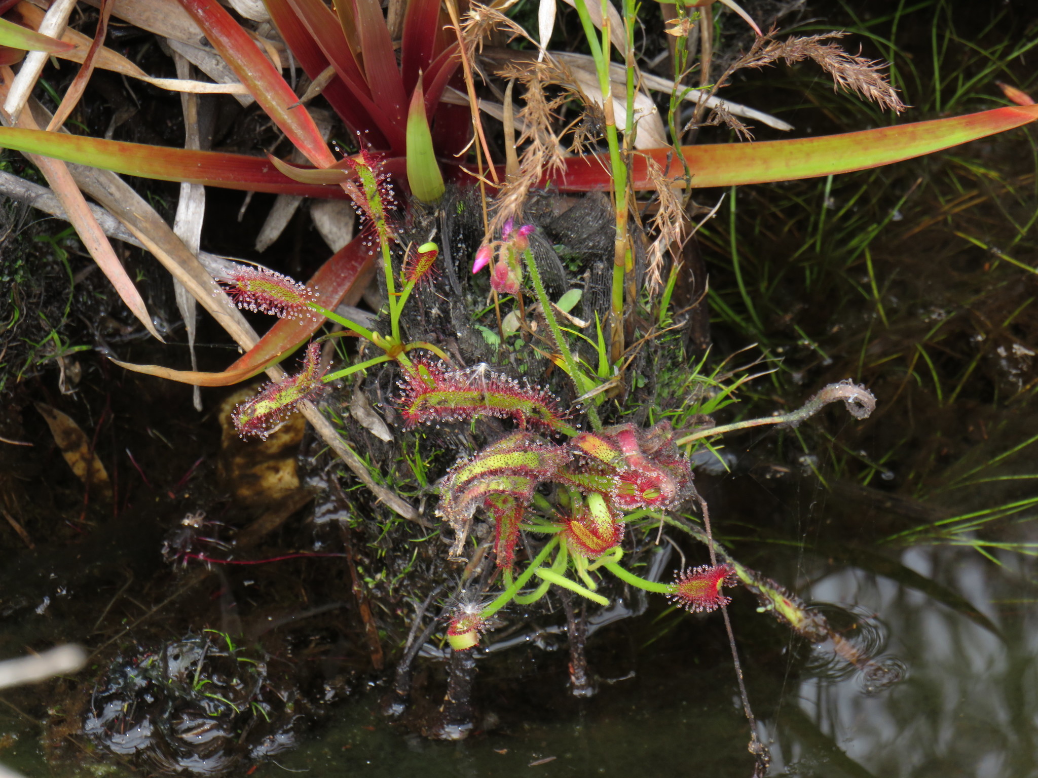 CAPE SUNDEW DROSERA SOUTH AFRICA GLOSSY POSTER PICTURE PHOTO PRINT plant 4353 