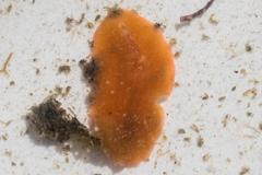 Eurylepta aurantiaca
