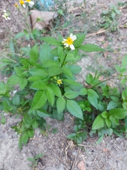 Bidens alba