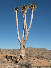 Aloidendron pillansii