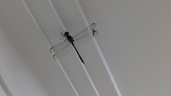 Lathrecista asiatica