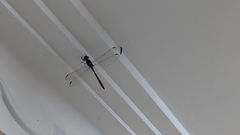 Lathrecista asiatica