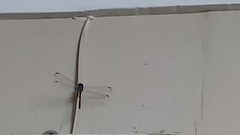 Lathrecista asiatica