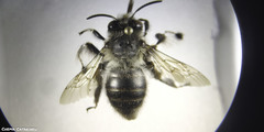 Anthophora dispar