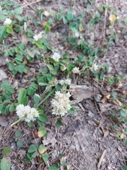 Alternanthera bettzickiana