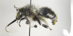 Anthophora dispar