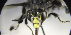 Anthophora dispar