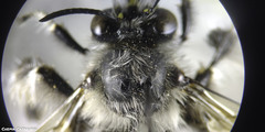 Anthophora dispar
