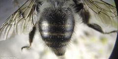 Anthophora dispar