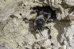 Anthophora dispar