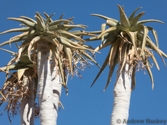Aloidendron pillansii
