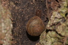 Austrochloritis brevipila