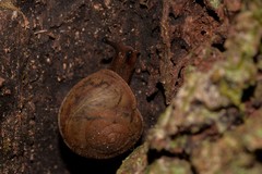 Austrochloritis brevipila