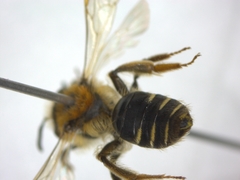 Andrena
