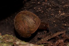 Austrochloritis brevipila