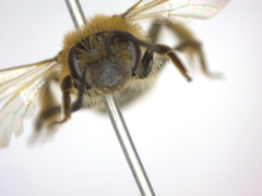 Andrena