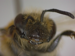 Andrena