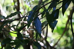 Parsonsia heterophylla