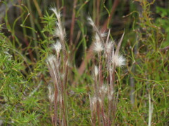 Andropogon eucomus
