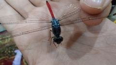 Lathrecista asiatica