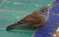 Emberiza sahari
