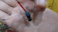 Lathrecista asiatica