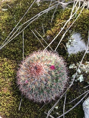 Mammillaria rhodantha fera-rubra