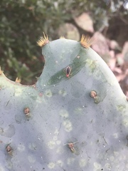 Hesperolabops gelastops