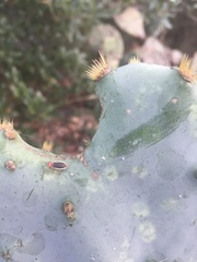 Hesperolabops gelastops