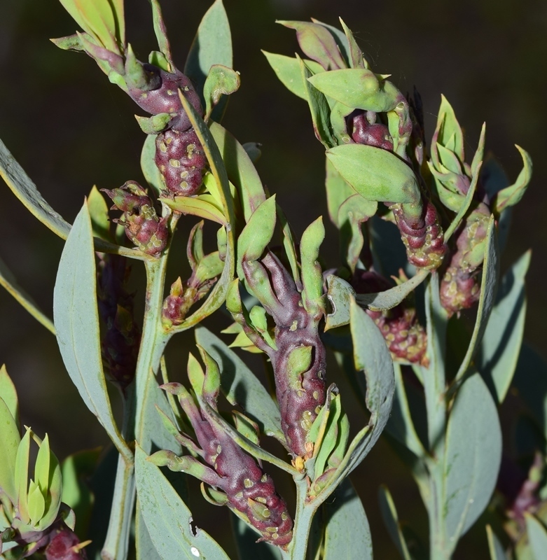 Planchonia arabidis