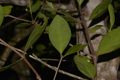 Muellerina celastroides