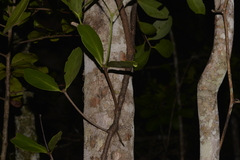 Muellerina celastroides