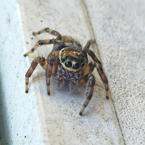 Mediterranean white-banded spider, 00040 Rocca di Papa RM, Italia, photo 5 of 10